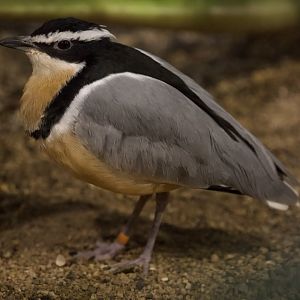 Egyptian Plover/ Pluvianus aegyptius
