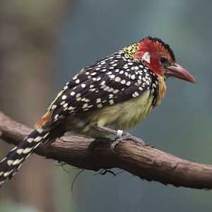 Red-And-Yellow Barbet/ Trachyphonus erythrocephalus