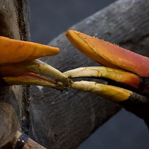Rhinoceros Hornbill/ Buceros rhinoceros