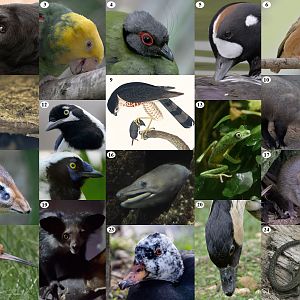 Mad March Hare-brained Photo Puzzle