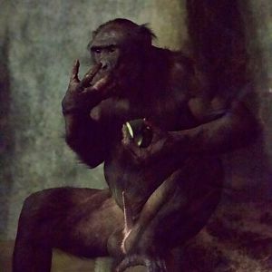 Bonobo/ Pan paniscus