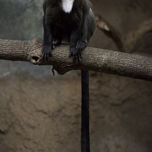 De Brazza's Monkey/ Cercopithecus neglectus