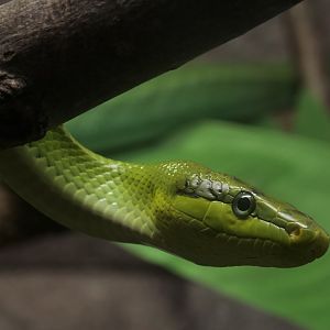Arboreal Rat Snake/ Gonyosoma oxycephalum