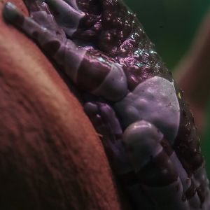 Amazon Milk Frog/ Trachycephalus resinifictrix