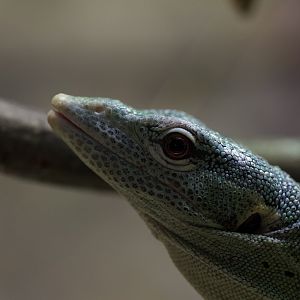 Emerald Tree Monitor/ Varanus prasinus