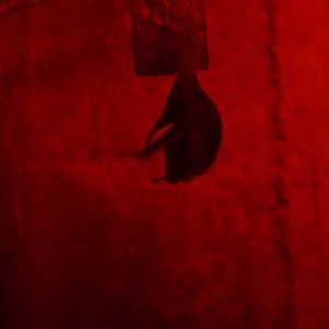 Common Vampire Bat/ Desmodus rotundus