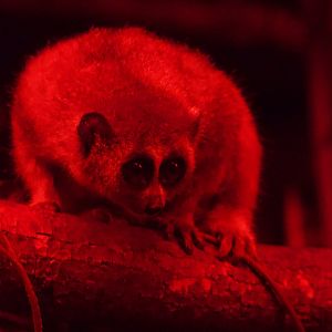 Pygmy Slow Loris/ Xanthonycticebus pygmaeus