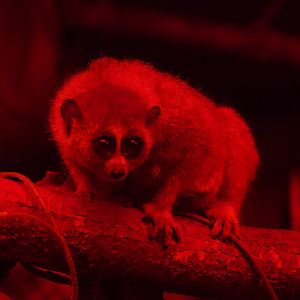 Pygmy Slow Loris/ Xanthonycticebus pygmaeus