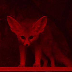 Fennec Fox/ Vulpes zerda