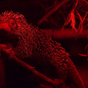 Prehensile-tailed Porcupine/ Coendou prehensilis