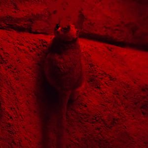 Senegal Bushbaby/ Galago senegalensis