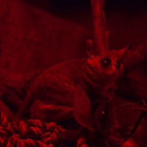 Senegal Bushbaby/ Galago senegalensis