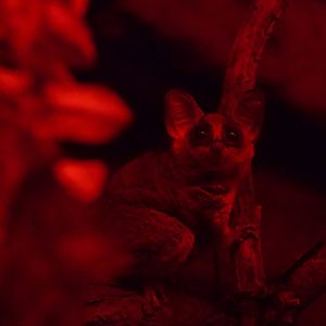 Senegal Bushbaby/ Galago senegalensis