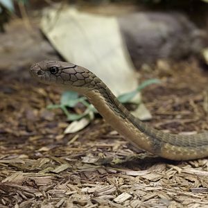 King Cobra/ Ophiophagus hannah