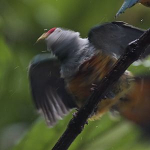 Beautiful Fruit Dove/ Ptilinopus pulchellus