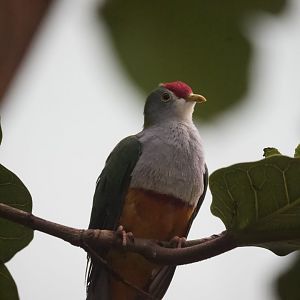 Beautiful Fruit Dove/ Ptilinopus pulchellus