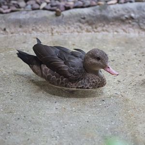 Madagascar Teal/ Anas bernieri
