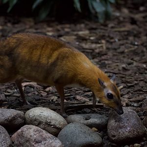 Greater Malayan Chevrotain/ Tragulus napu