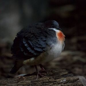 Luzon Bleeding Heart/ Gallicolumba luzonica