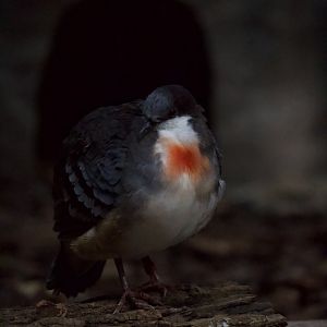 Luzon Bleeding Heart/ Gallicolumba luzonica