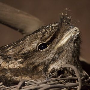 Tawny Frogmouth/ Podargus strigoides