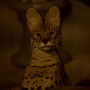 Serval/ Leptailurus serval