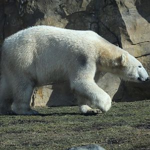 Polar Bear/ Ursus maritimus