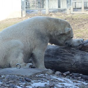 Polar Bear/ Ursus maritimus