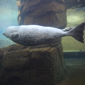 Habour Seal/ Phoca vitulina