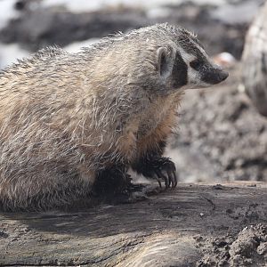 American Badger/ Taxidea taxus