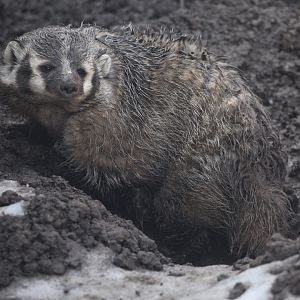 American Badger/ Taxidea taxus
