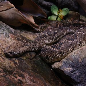 Western Diamondback Rattlesnake/ Crotalus atrox