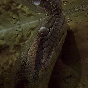 Green Anaconda/ Eunectes murinus