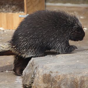 North American Porcupine/ Erethizon dorsatum