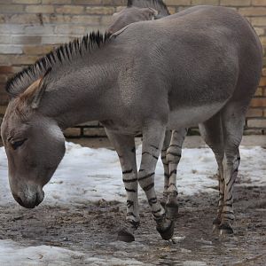 Somali Wild Ass/ Equus africanus somaliensis
