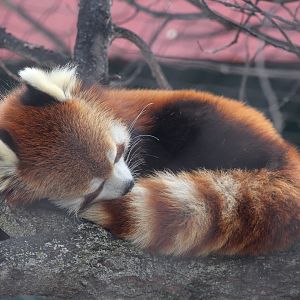 Chinese Red Panda/ Ailurus styani
