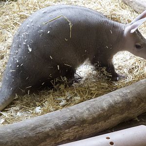 Aardvark/ Orycteropus afer
