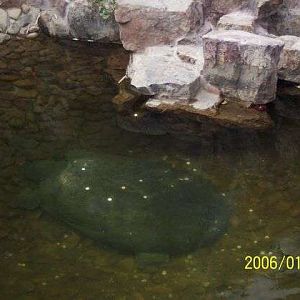 Yangtze Giant Soft Shelled Turtle（Rafetus Swinhoei）