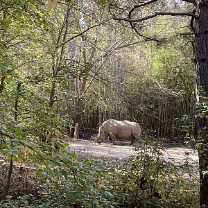 Southern White Rhino