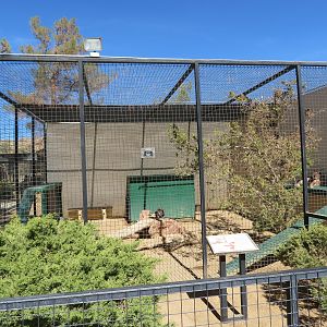 Caracal Enclosure (2022)