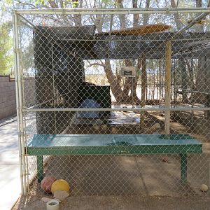 Canada Lynx Enclosure (2022)