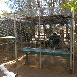 Siberian Lynx Enclosure (2022)