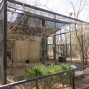 Caracal Enclosure (2022)