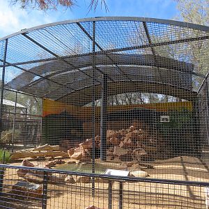 Amur Leopard Enclosure