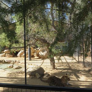 North Chinese Leopard Enclosure (2022)