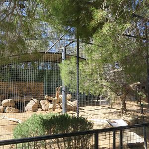 Puma Enclosure (2022)