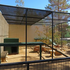 Caracal Enclosure (2022)