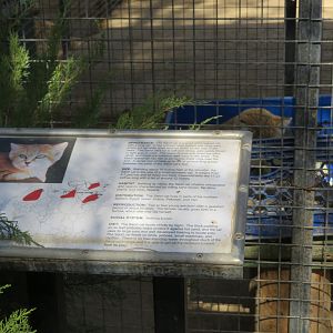 Sand Cat (with Signage) (2022)