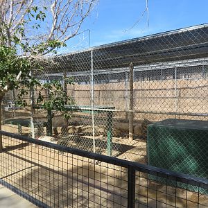 Serval Enclosure (2022)