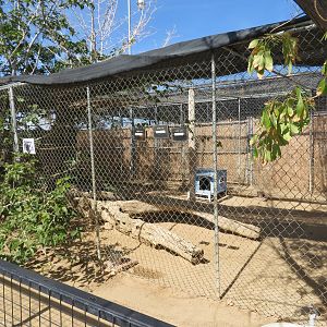 Sand Cat Enclosure (2022)